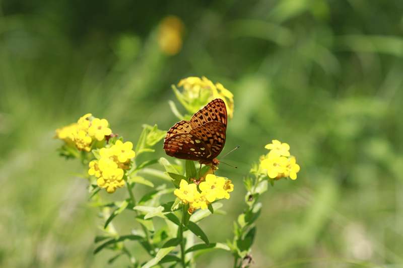 A butterfly at Tolleston Dunes, Indiana Dunes National Lakeshore